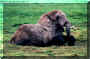 Elefant_01.jpg (165063 Byte)