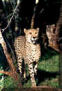 Gepard_01.jpg (164317 Byte)