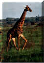 Giraffe_01.jpg (140668 Byte)