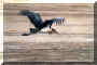 Marabu_01.jpg (120416 Byte)