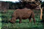Nashorn_01.jpg (148642 Byte)