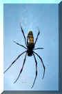 Spinne_01.jpg (99993 Byte)