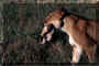 loewe_02.jpg (145900 Byte)