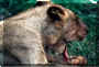 loewe_03.jpg (165143 Byte)