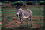 zebra.jpg (153065 Byte)