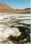 El_Tatio2.jpg (263020 Byte)