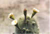 Katusbluete.jpg (144407 Byte)