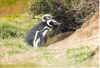pinguin.jpg (201756 Byte)