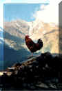 gueggel.jpg (109027 Byte)